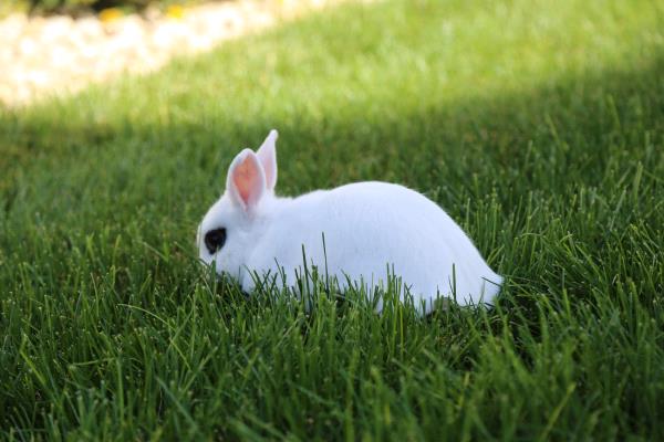/Images/uploads/Humane Society of Utah/HSU2018/entries/4652.jpg